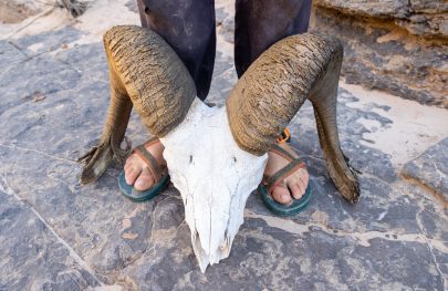 Bighorn skull in Grand Canyon