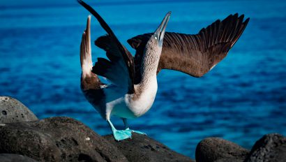 A blue-footed boobie suns itself on a rock.