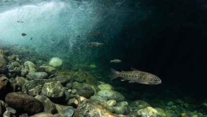 A juvenile steelhead swims in Clear Creek near the Klamath River.